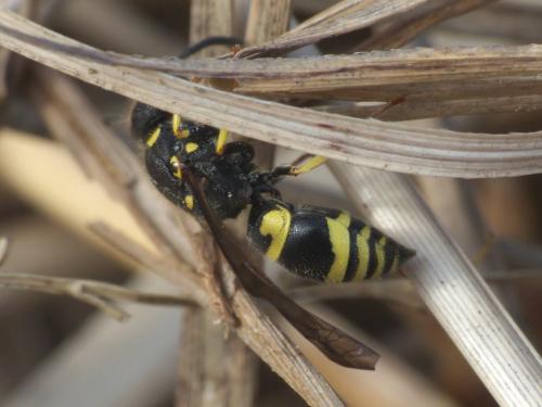 Ancistrocerus sp.